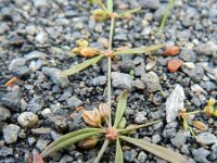 Mollugo verticillata 4, Saxifraga-Rutger Barendse