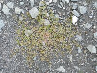 Mollugo verticillata 5, Saxifraga-Rutger Barendse