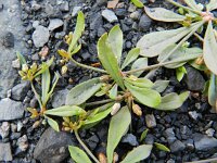 Mollugo verticillata 6, Saxifraga-Rutger Barendse