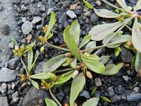 Mollugo verticillata 7, Saxifraga-Rutger Barendse