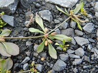 Mollugo verticillata 8, Saxifraga-Rutger Barendse