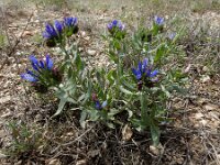 Moltkia caerulea 7, Saxifraga-Ed Stikvoort : Jerevan - Areni - Noravank s9900