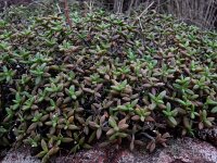 Monanthes anagensis 2, Saxifraga-Ed Stikvoort