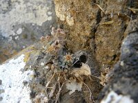 Monanthes brachycaulon 2, Saxifraga-Rutger Barendse