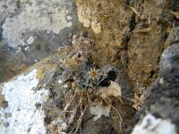 Monanthes brachycaulon 3, Saxifraga-Rutger Barendse