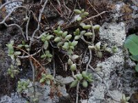 Monanthes laxiflora 11, Saxifraga-Ed Stikvoort