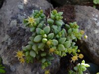 Monanthes laxiflora 12, Saxifraga-Ed Stikvoort