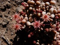 Monanthes laxiflora 2, Saxifraga-Ed Stikvoort