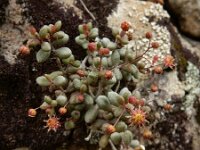 Monanthes laxiflora 3, Saxifraga-Ed Stikvoort