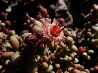 Monanthes laxiflora 4, Saxifraga-Ed Stikvoort