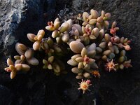 Monanthes laxiflora 8, Saxifraga-Ed Stikvoort