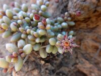 Monanthes laxiflora 9, Saxifraga-Ed Stikvoort