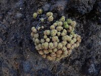 Monanthes polyphylla 2, Saxifraga-Ed Stikvoort