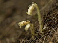 Monotropa hypophegea 2, Saxifraga-Willem van Kruijsbergen