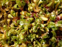 Montia arvensis 11, Klein bronkruid, Saxifraga-Ed Stikvoort