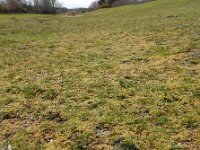 Montia arvensis 13, Klein bronkruid, Saxifraga-Ed Stikvoort