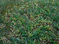 Montia arvensis 2, Klein bronkruid, Saxifraga-Ed Stikvoort