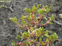 Montia arvensis 3, Klein bronkruid, Saxifraga-Ed Stikvoort