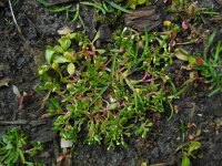 Montia arvensis 5, Klein bronkruid, Saxifraga-Ed Stikvoort