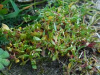 Montia arvensis 7, Klein bronkruid, Saxifraga-Ed Stikvoort