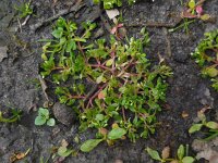 Montia arvensis 8, Klein bronkruid, Saxifraga-Ed Stikvoort