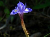 Moraea mediterranea 3, Saxifraga-Ed Stikvoort