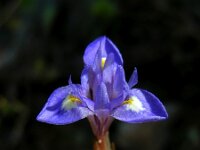Moraea mediterranea 4, Saxifraga-Ed Stikvoort