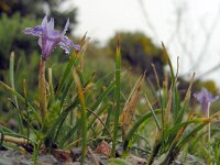 Moraea mediterranea 5, Saxifraga-Ed Stikvoort
