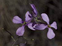 Moricandia arvensis 5, Saxifraga-Willem van Kruijsbergen