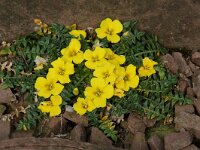 Morisia monanthos 2, Saxifraga-Willem van Kruijsbergen