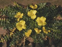 Morisia monanthos 3, Saxifraga-Willem van Kruijsbergen