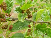 Morus alba 10, Witte moerbei, Saxifraga-Rutger Barendse