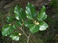 Morus alba 2, Witte moerbei, Saxifraga-Jan van der Straaten