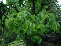 Morus alba 5, Witte moerbei, Saxifraga-Dirk Hilbers