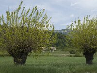 Morus alba 7, Witte moerbei, Saxifraga-Jan van der Straaten