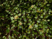 Muehlenbeckia complexa 2, Saxifraga-Ed Stikvoort