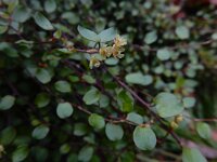 Muehlenbeckia complexa 3, Saxifraga-Ed Stikvoort