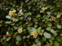 Muehlenbeckia complexa 5, Saxifraga-Ed Stikvoort