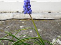 Muscari armeniacum 10, Langbladige druifhyacint, Saxifraga-Ed Stikvoort