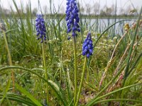 Muscari armeniacum 11, Langbladige druifhyacint, Saxifraga-Ed Stikvoort
