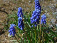 Muscari armeniacum 12, Langbladige druifhyacint, Saxifraga-Ed Stikvoort