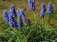 Muscari armeniacum 13, Langbladige druifhyacint, Saxifraga-Ed Stikvoort
