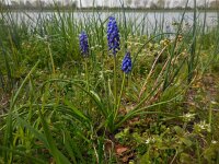 Muscari armeniacum 14, Langbladige druifhyacint, Saxifraga-Ed Stikvoort