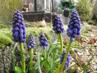 Muscari armeniacum 15, Langbladige druifhyacint, Saxifraga-Rutger Barendse