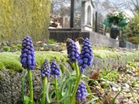 Muscari armeniacum 16, Langbladige druifhyacint, Saxifraga-Rutger Barendse