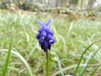 Muscari armeniacum 17, Langbladige druifhyacint, Saxifraga-Rutger Barendse