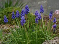 Muscari armeniacum 18, Langbladige druifhyacint, Saxifraga-Willem van Kruijsbergen
