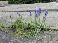 Muscari armeniacum 2, Langbladige druifhyacint, Saxifraga-Peter Meininger