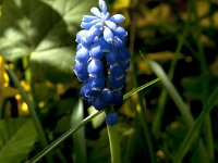 Muscari armeniacum 21, Langbladige druifhyacint, Saxifraga-Jan van der Straaten