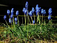 Muscari armeniacum 3, Langbladige druifhyacint, Saxifraga-Ed Stikvoort